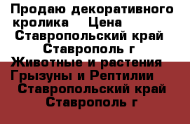 Продаю декоративного кролика  › Цена ­ 1 000 - Ставропольский край, Ставрополь г. Животные и растения » Грызуны и Рептилии   . Ставропольский край,Ставрополь г.